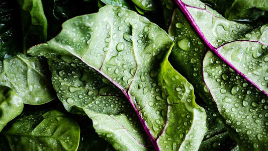Benefici dell'Humus di Lombrico per Piante e Suolo