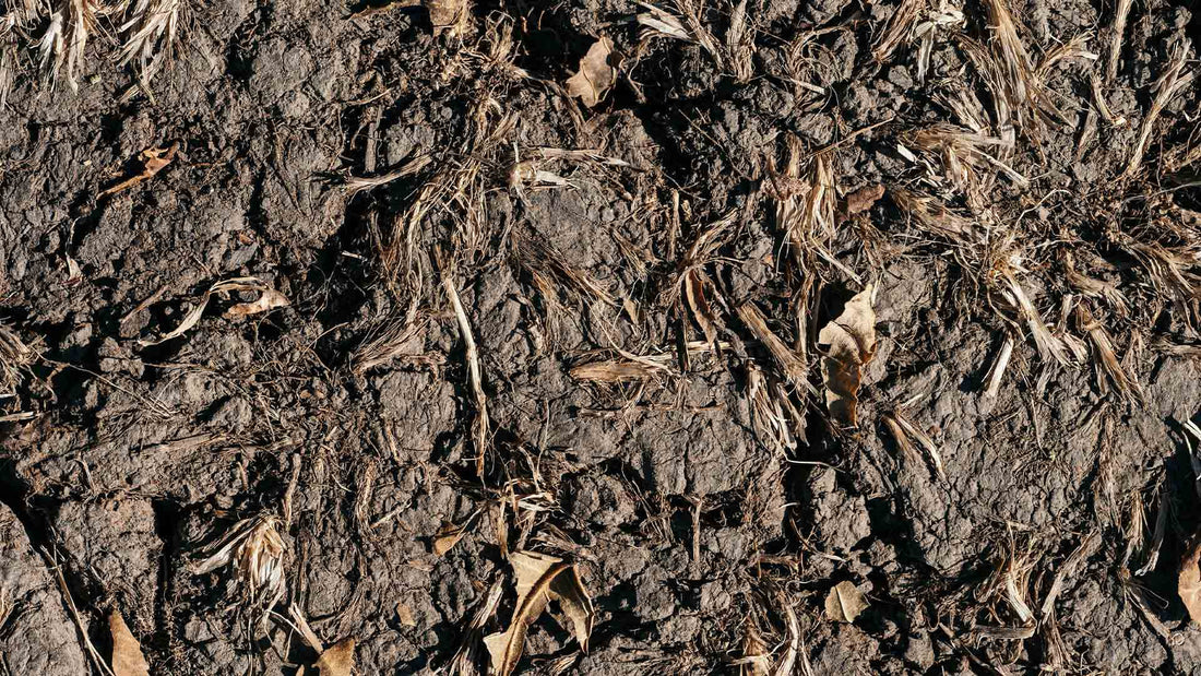 Guida biologica per ripristinare la fertilità del suolo