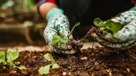 Qual è il migliore concime bio per orto? Guida agronomica alla scelta